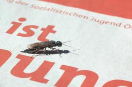 Insekt mit Affinitaet zu RG-58 Koax-Kabeln (Thinnet) Insekt mit Affinitaet zu RG-58 Koax-Kabeln (Thinnet)