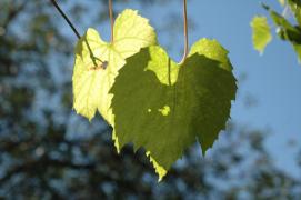 leaf on leaf/Weinblaetter/Schatten leaf on leaf/Weinblaetter/Schatten