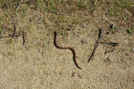 Blindschleiche/blindworm, slow-worm, Anguis fragilis Blindschleiche/blindworm, slow-worm, Anguis fragilis