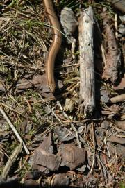 Blindschleiche/blindworm, slow-worm, Anguis fragilis Blindschleiche/blindworm, slow-worm, Anguis fragilis