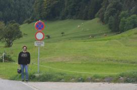 Kuh/cows