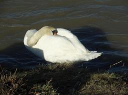 Fotospaziergang Handelskai/Schwan, schlafend/public Fotospaziergang Handelskai/Schwan, schlafend/public