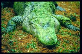 USA Weihnachten 1993/1994/New Orleans Zoo/crocodile/public USA Weihnachten 1993/1994/New Orleans Zoo/crocodile/public