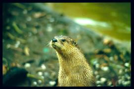 USA Weihnachten 1993/1994/New Orleans Zoo/groundhog?/public USA Weihnachten 1993/1994/New Orleans Zoo/groundhog?/public