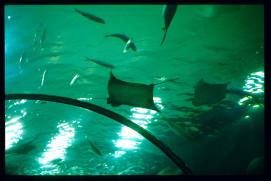 USA Weihnachten 1993/1994/New Orleans Zoo/sting rays from below/public USA Weihnachten 1993/1994/New Orleans Zoo/sting rays from below/public