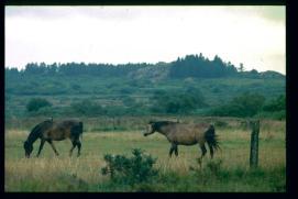 Frankreich/France 1994/chevaux pâturants/Bretagne/public Frankreich/France 1994/chevaux pâturants/Bretagne/public